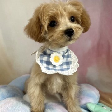 マルプー(マルチーズ×トイプードル)【茨城県・男の子・2025年6月2日・ミルクティー】の写真「ミルクティーカラーのマルプーの男の子🐶🧡」