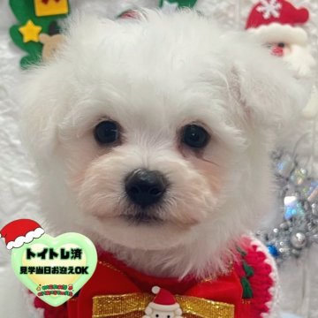 ビションフリーゼ【茨城県・男の子・2025年10月12日・ホワイト】の写真「クリスマス特別価格🎄🧸毛量◎おめめクリクリ🐣」
