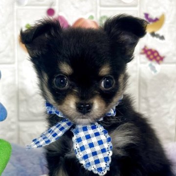 チワワ(ロング)【茨城県・男の子・2025年9月18日・ブラック&タン】の写真「ブラック＆タンのイケメン君です🧸🫧🩵」