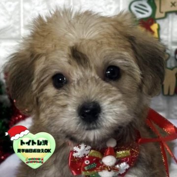 ミックス(ビションフリーゼ×ヨークシャーテリア)【茨城県・女の子・2025年9月19日・スチールブルー&タン】の写真「ビションヨーキーの可愛い女の子です🐥💛」