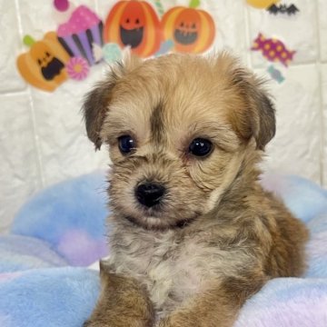 ミックス(ビションフリーゼ×ヨークシャーテリア)【茨城県・女の子・2025年9月19日・スチールブルー&タン】の写真「ビションヨーキーの可愛い女の子です🐥💛」