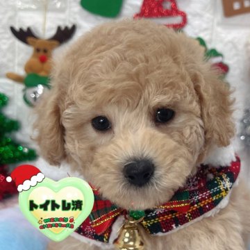 ビションプー(ビションフリーゼ×トイプードル)【茨城県・女の子・2025年10月11日・ミルクティー】の写真「1人っこむっちりビションプーガール🧸🩷🩷」