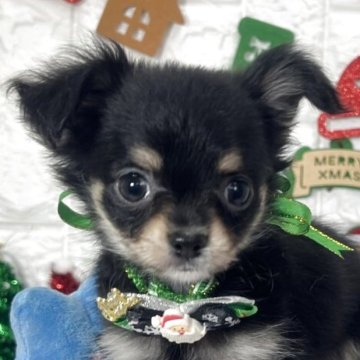 チワワ(ロング)【茨城県・男の子・2025年9月18日・ブラック&タン】の写真「小さめチワワ予想のブラック＆タン君です🧸🩵🫧」