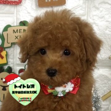 ビションプー(ビションフリーゼ×トイプードル)【茨城県・男の子・2025年9月22日・レッド】の写真「イケメン小さめビションプーの男の子です🧸🩵🧡」