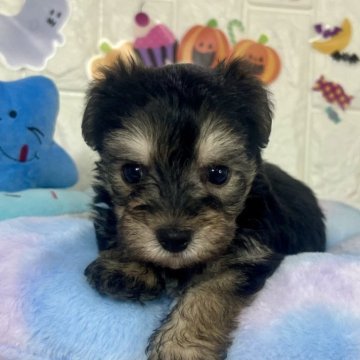 ミックス(ビションフリーゼ×ヨークシャーテリア)【茨城県・男の子・2025年9月19日・ブラック&タン】の写真「綺麗なカラーのビションヨーキーの男の子です🐥🩵」