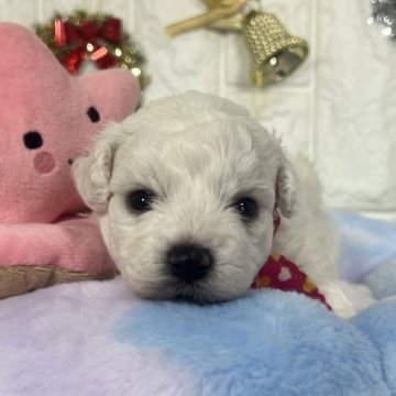 ビションフリーゼ【茨城県・女の子・2025年10月12日・ホワイト】の写真「おめめクリクリとても美人なビションの女の子🧸🩷」