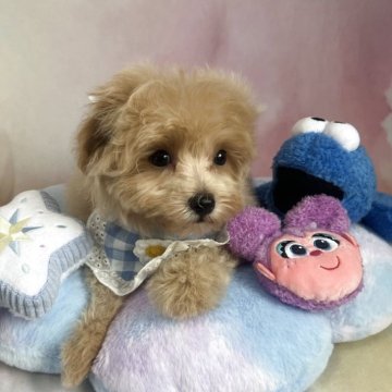 マルプー(マルチーズ×トイプードル)【茨城県・男の子・2025年6月2日・ミルクティー】の写真「ミルクティーカラーのマルプーの男の子🐶🧡」