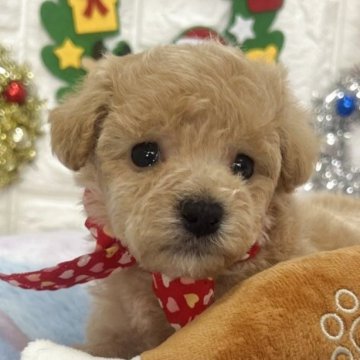 ビションプー(ビションフリーゼ×トイプードル)【茨城県・男の子・2025年10月18日・ミルクティー】の写真「小さめサイズ予想のビションプーの男の子🧸🩵」