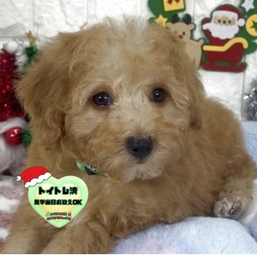 ビションプー(ビションフリーゼ×トイプードル)【茨城県・男の子・2025年9月22日・アプリコット】の写真「イケメンビションプーの男の子🧸🩵🧡」