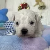 ビションフリーゼ