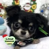 チワワ(ロング)