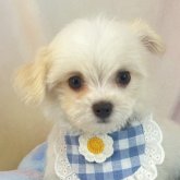 チワマル(マルチーズ×チワワ)