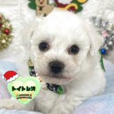 ビションフリーゼ