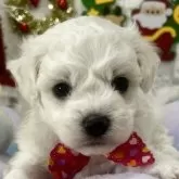 ビションフリーゼ