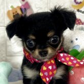 チワワ(ロング)