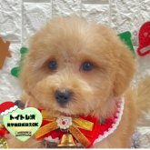 ビションプー(ビションフリーゼ×トイプードル)