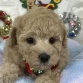 ビションプー(ビションフリーゼ×トイプードル)【茨城県・女の子・2025年10月11日・ミルクティー】の写真1「ひとりっ子ママに甘やかされて育ってます🐣🩷オンライン見学可能です🧸🩷」