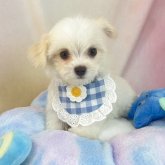 チワマル(マルチーズ×チワワ)