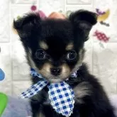 チワワ(ロング)