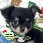 チワワ(ロング)