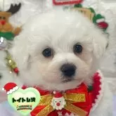 ビションフリーゼ