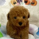 ビションプー(ビションフリーゼ×トイプードル)