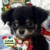 チワワ(ロング)