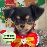 チワワ(ロング)