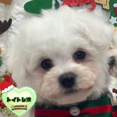 ビションフリーゼ