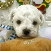 ビションフリーゼ