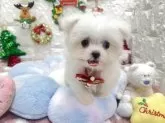 マルチーズ【茨城県・男の子・2025年9月23日・ホワイト】の写真4「早く下降りてお友達と遊びたい😂🩵」