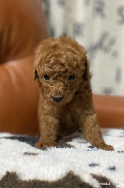 ID:2101-02014の子犬