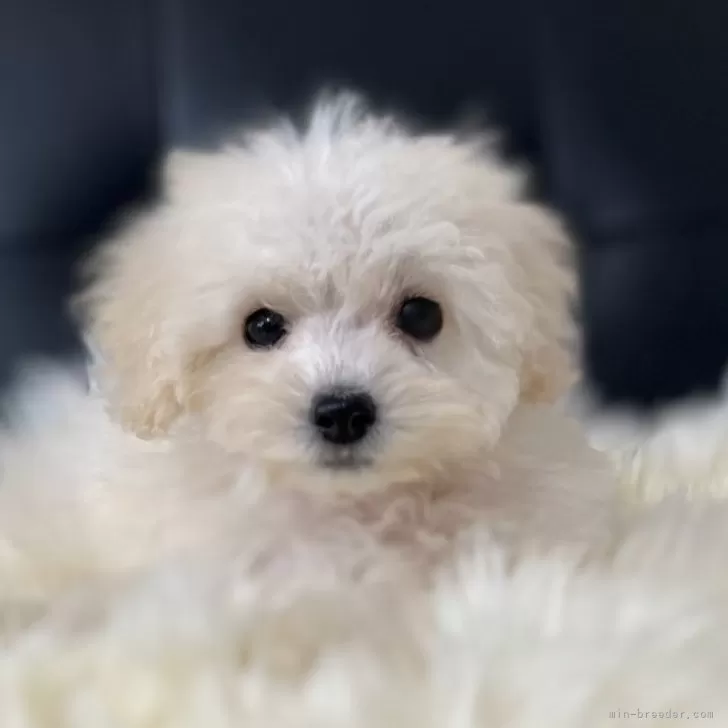 ID：2408-03282の子犬
