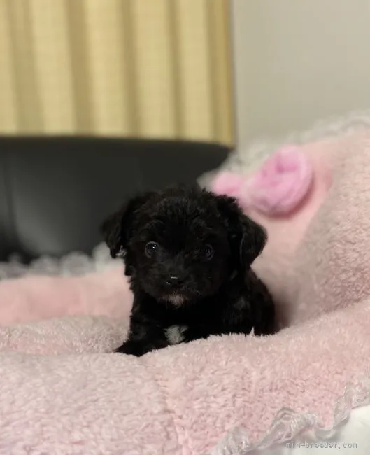 ID：2109-00494の子犬