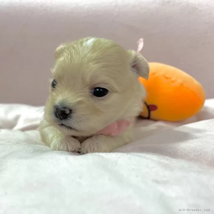 ID：2404-06807の子犬