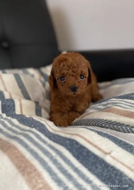 ID：2108-02203の子犬