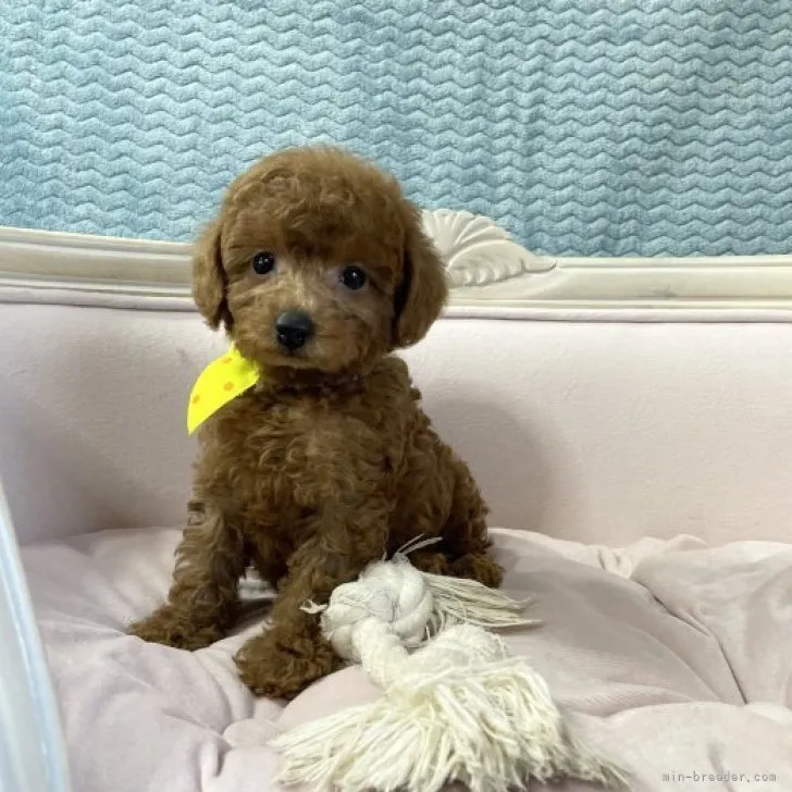 ID：2309-06588の子犬