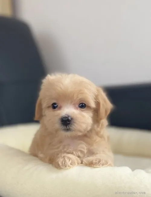 ID:2107-01932の子犬