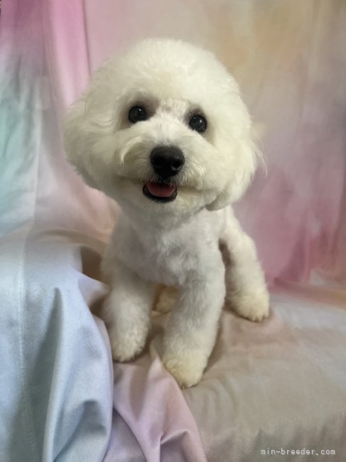 ビションフリーゼ【・男の子・2024年9月7日・ホワイト】