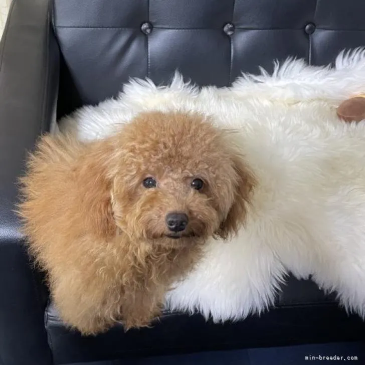 ID:2206-01139の子犬