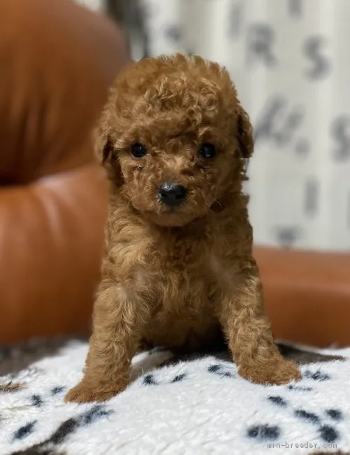 ID：2101-02015の子犬