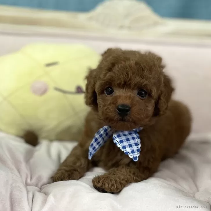 ID:2404-06792の子犬