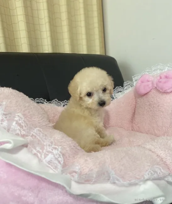ID：2110-00880の子犬