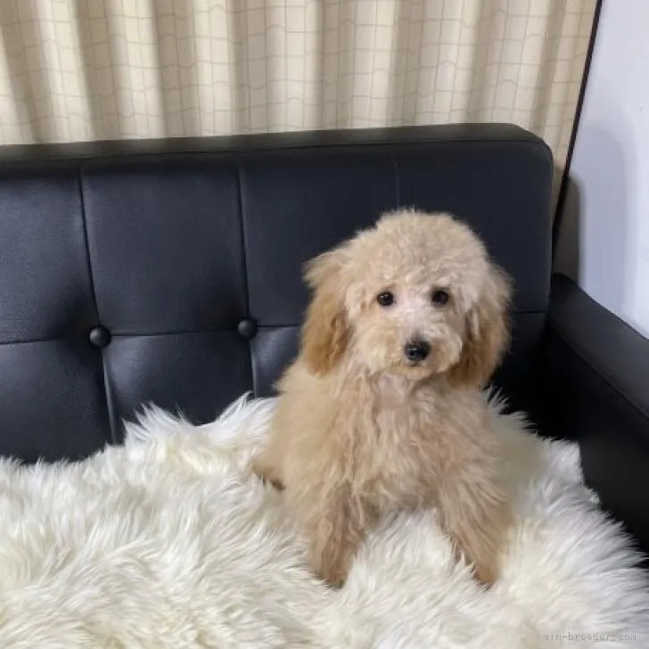 ID：2207-03548の子犬