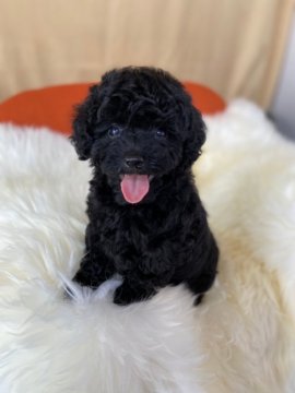 トイプードル(タイニー)【茨城県・女の子・2022年3月7日・ブラック】の写真「ブラックで見えにくいとは思いますがめちゃ可愛い子♡」