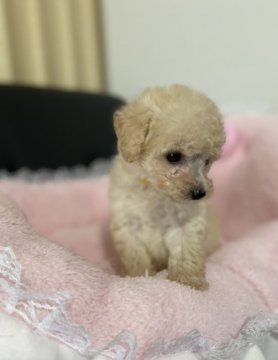 トイプードル(タイニー)【茨城県・男の子・2021年8月8日・クリーム】の写真「めちゃくちゃちびっ子３兄弟です！」