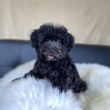 ヨープー【茨城県・男の子・2022年5月27日・ブラック】の写真「元気いっぱい！ヨープーの可愛い男の子です。」