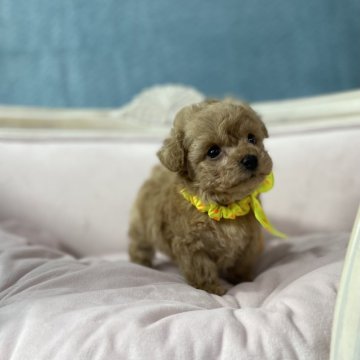 トイプードル(タイニー)【茨城県・男の子・2023年11月3日・アプリコット】の写真「クルクル巻き毛が可愛いぷりぷりのこです」