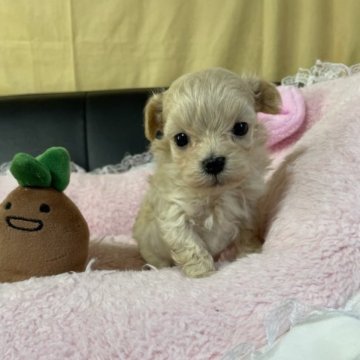 マルプー(タイニープードル×マルチーズ)【茨城県・男の子・2022年12月26日・アプリコット】の写真「ヨチヨチ歩きのチビッチビな甘えん坊さんです」