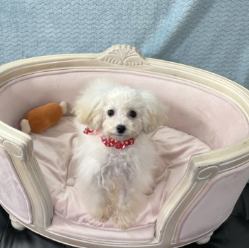 トイプードル(ティーカップ)【茨城県・女の子・2023年8月3日・クリーム】の写真「ちびちびのかわい子ちゃんです。元気いっぱいです。」